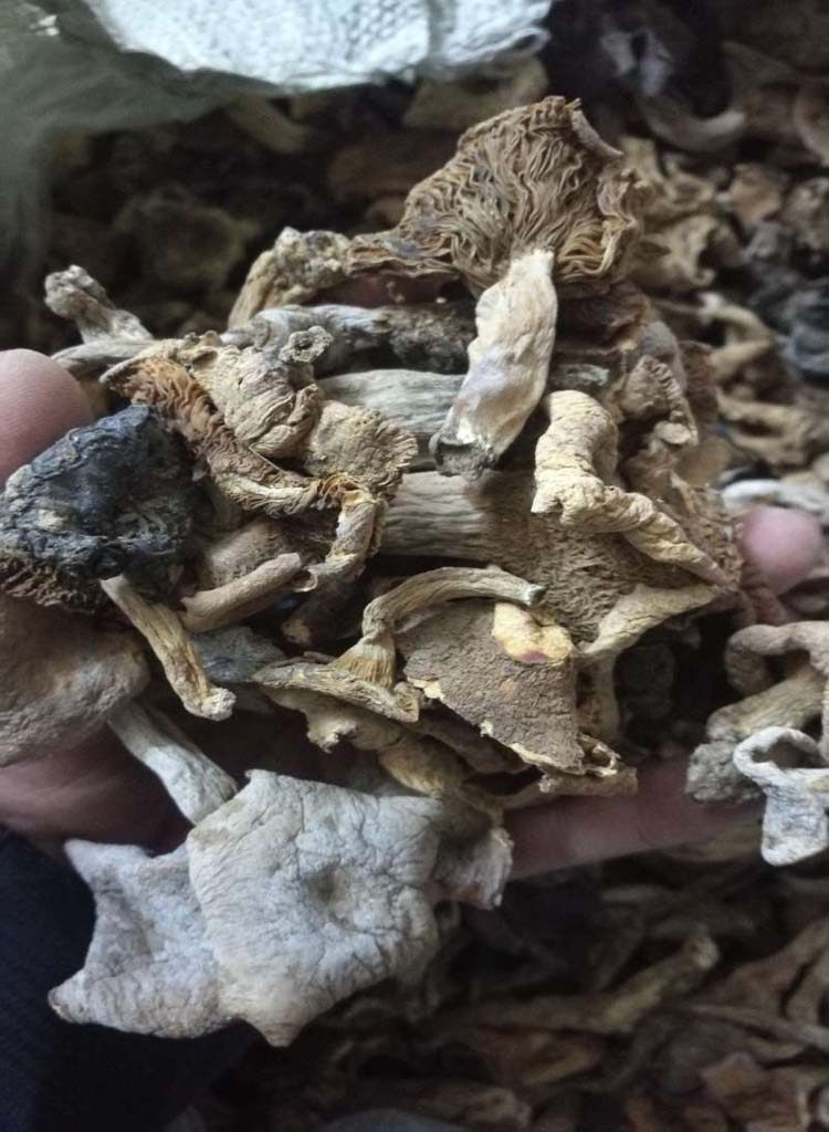 湖南邵阳农家野蘑菇杂菌子干货菇子野生干菌子野菌子包邮500g