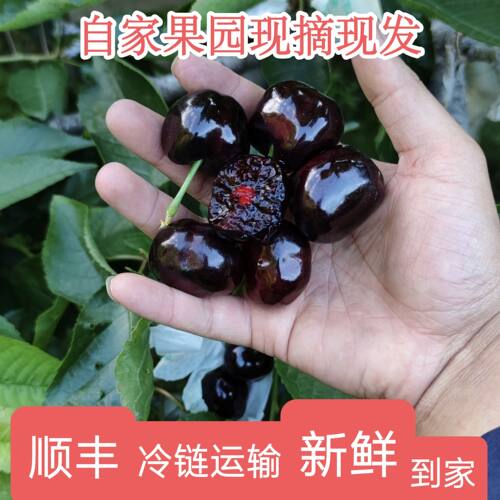 四川汉源套袋黑珍珠大樱桃国产车厘子新鲜水果现摘现发包邮4斤3J