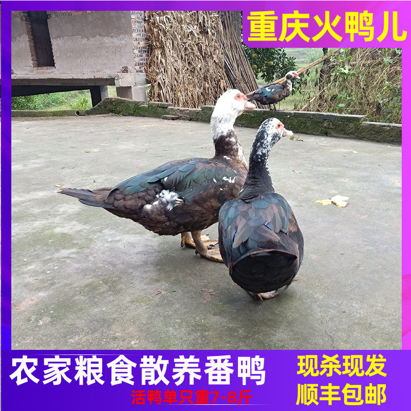 农家散养粮食鸭红脸番鸭现杀新鲜老鸭子肉嘴整只鸭正宗土鸭麻鸭肉
