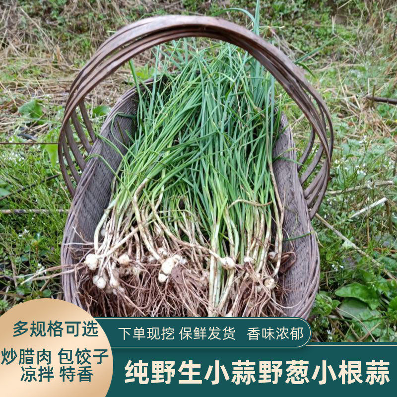 高山纯野生小蒜野蒜头香蒜新鲜野葱野菜特香野生小根蒜胡蒜带叶须