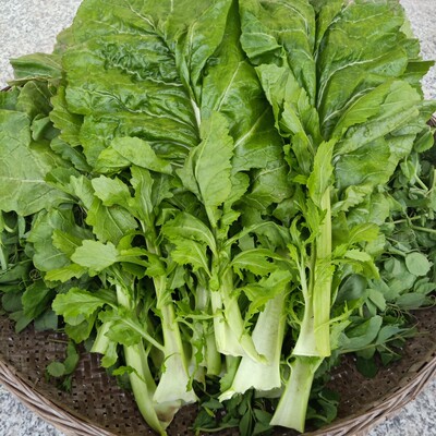 新鲜榨菜叶子现剥农家当季时令蔬菜腌制酸菜泡酸菜材料榨菜菱角菜