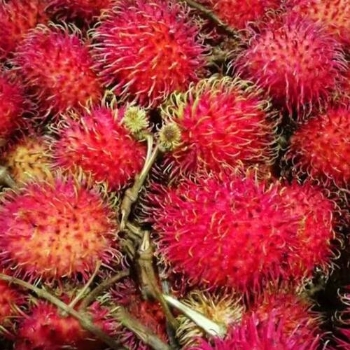 正常发货顺丰包邮现摘红毛丹当季新鲜毛荔枝孕妇水果毛丹果3/4斤