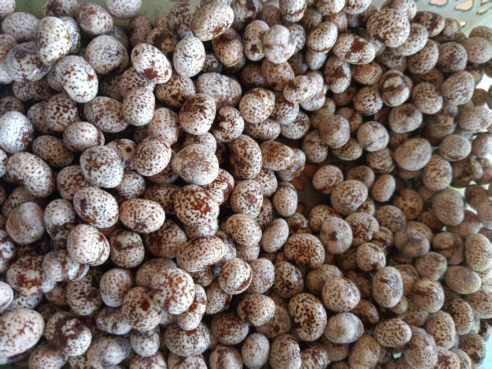 去皮去壳干料大果星月菩提元宝籽菩提