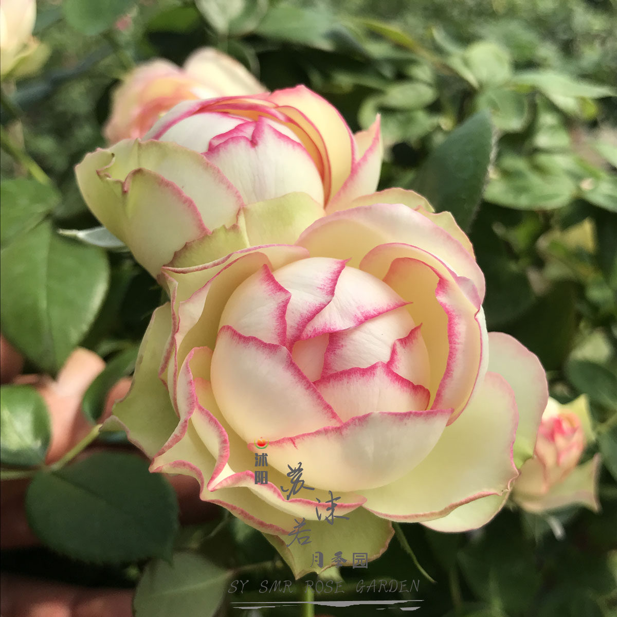 苏沫若/德国丹陶/复色包子/丰花灌木【月光】/根接苗/超新品月季