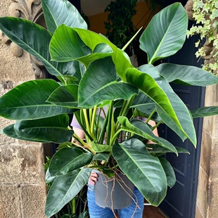 大叶金钻蔓绿绒盆栽 ins风室内绿植 办公室植物吸甲醛净化空气