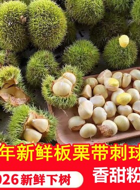 板栗带刺发货2026下树