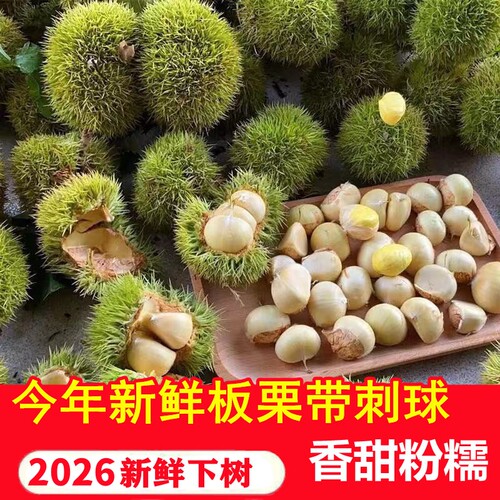 板栗带刺发货2026下树