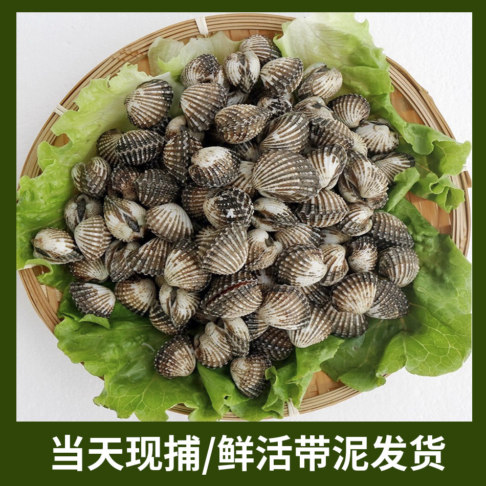 血蛤鲜活新鲜雪蛤血蚶血蛤蜊可生腌现挖带土现发海鲜鲜活贝类包邮