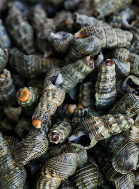 去尾鲜活海螺丝尖螺石螺海抽小海锥尖锥海鲜小钉螺海瓜子3斤包邮