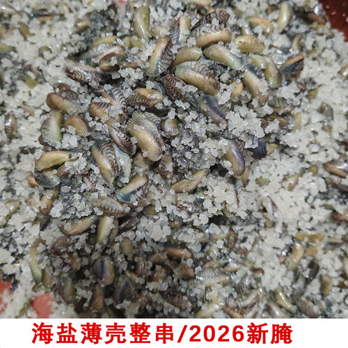 2026新腌海盐咸薄壳整串海瓜子福建特产新鲜咸薄克配粥咸瓜子潮汕