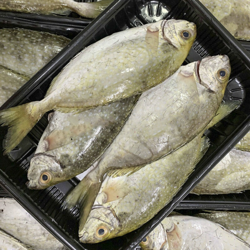 海捕泥猛鱼鲜活冷冻柠檬鱼篮子鱼新鲜秋叶鱼娘艾鱼臭肚鱼海鲜水产