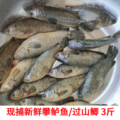 攀鲈鱼过山鲫鱼淡水鱼龟壳