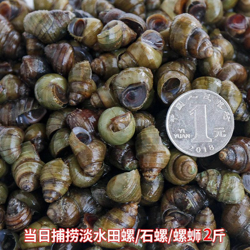 福建淡水新鲜田螺鲜活石螺泥螺螺蛳粉肉螺丝肉潮汕田螺螺蛳2斤装