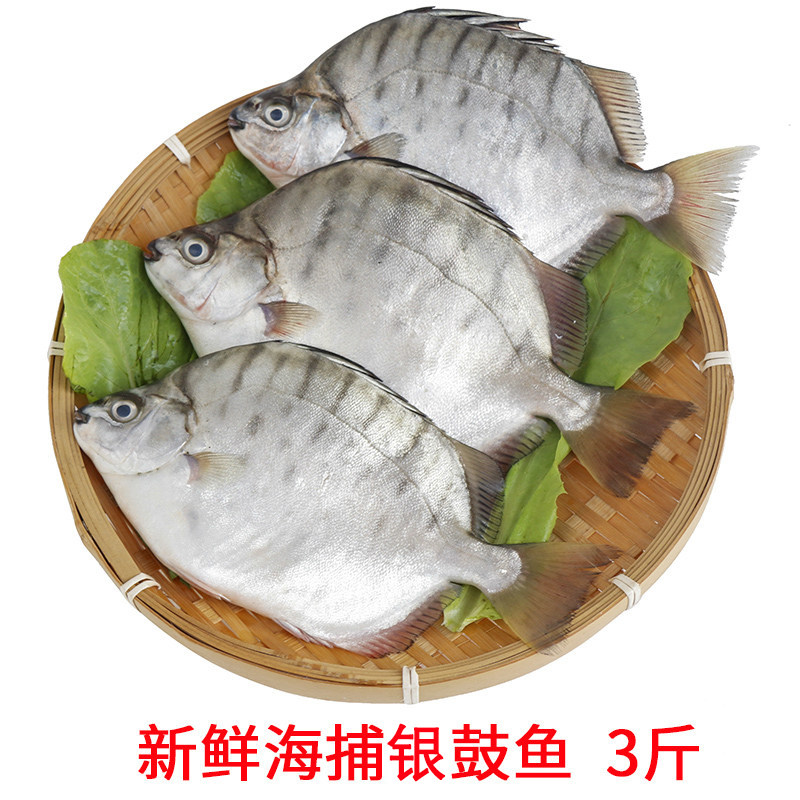 食用银鼓鱼海捕福建漳州海鲜银鼓鱼深海鱼新鲜海鱼银钱鱼非金鼓鱼