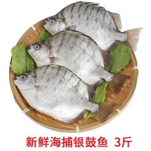 食用银鼓鱼海捕福建漳州海鲜银鼓鱼深海鱼新鲜海鱼银钱鱼非金鼓鱼
