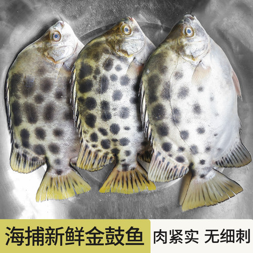 新鲜海捕金鼓鱼无细刺海鱼