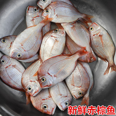 福建现捕新鲜大赤棕鱼冷冻海鲜