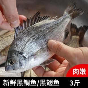 福建海捕黑翅鱼新鲜鲜活速冻海鲜水产海鱼黑鳍鲷鱼海鲜水产黑鲷鱼