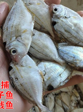 现捕海鱼油叶鱼树叶仔海鲜水产煲汤杂鱼煲金钱花鱼海捕小鱼仔