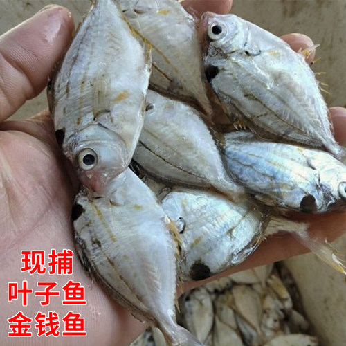 现捕海鱼油叶鱼树叶仔海鲜水产煲汤杂鱼煲金钱花鱼海捕小鱼仔