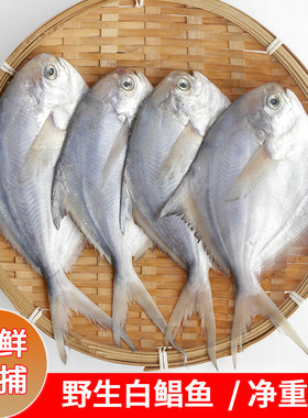 福建漳州海捕小白鲳鱼新鲜银鲳鱼昌鱼海鲜水产银昌鱼深海鱼小平鱼