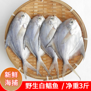 福建漳州海捕小白鲳鱼新鲜银鲳鱼昌鱼海鲜水产银昌鱼深海鱼小平鱼