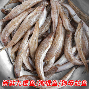 深海鱼食用狗母蛇鱼新鲜当季狗棍鱼九棍鱼鲜活冷冻海鱼冰鲜梭子鱼