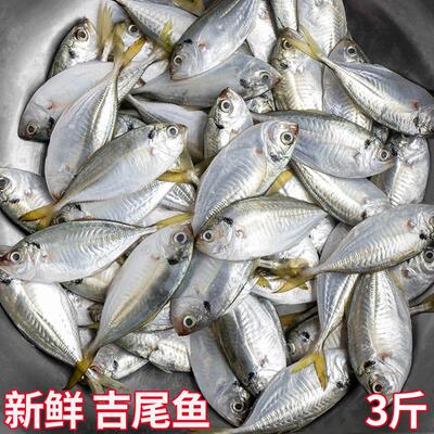 新鲜吉尾鱼海鱼福建海捕小鱼海鱼鲜活冰鲜煲烫小杂鱼潮汕湛江鱼仔