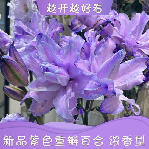 云南基地直发重瓣百合花百合紫色紫霞仙子香水鲜花真花吸色水养