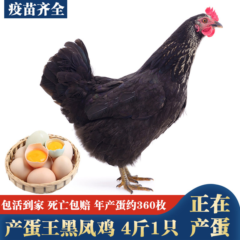 产蛋王黑凤鸡下蛋鸡成年生蛋鸡包活到家粉绿壳蛋鸡土鸡农家散养