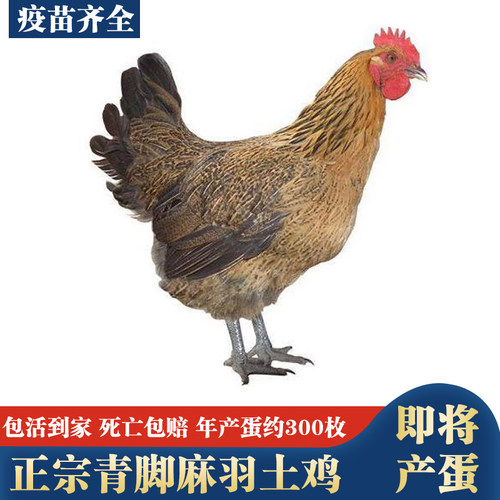 3-4斤发货青脚麻羽土鸡包活到家