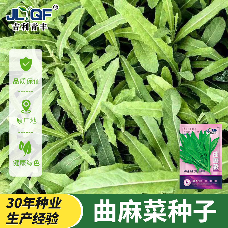 苦麻菜种子大叶曲麻菜种子苦荬菜籽鹅菜青绿饲草庭院四季蔬菜种子