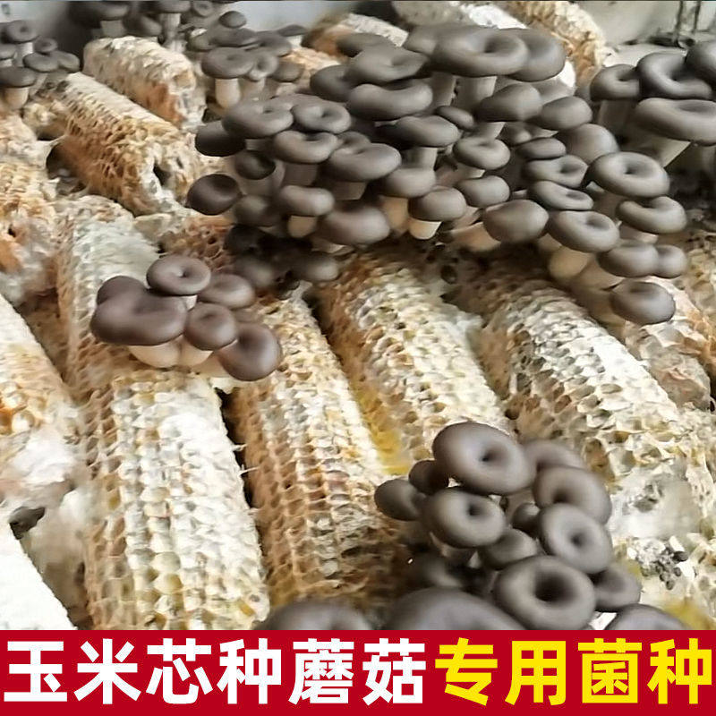 玉米芯棒稻草平菇种植蘑菇菌种栽培家庭养殖食用接种diy三级基地