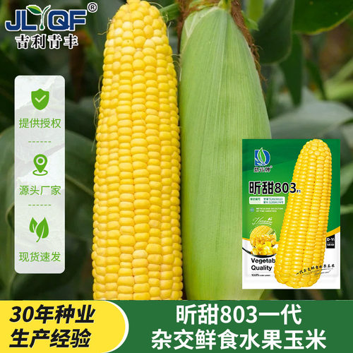 鼎祎昕甜803F1水果玉米种子四季早熟甜脆生吃杂交鲜食大棒种籽