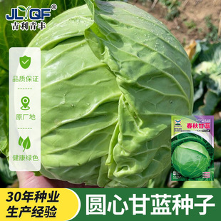 青丰春秋甘蓝种子耐热大头菜包菜卷心菜包包白圆白菜秋季蔬菜种籽