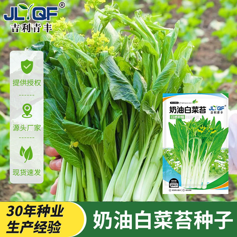 青丰奶油白菜苔种子四季菜心农家蔬菜种子/种苗