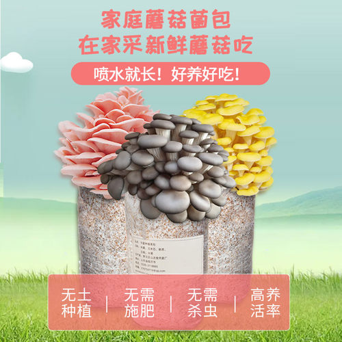蘑菇种植菌包亲子益智玩具菌棒