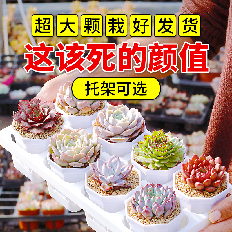A2多肉植物大颗好养肉肉观音莲生石花屁股桃蛋玉露紫乐多肉小盆栽