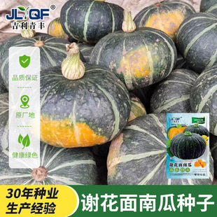 谢花面南瓜种子老品种东北窝瓜种籽肉厚甜面绿皮黄肉瓜果种孑籽种