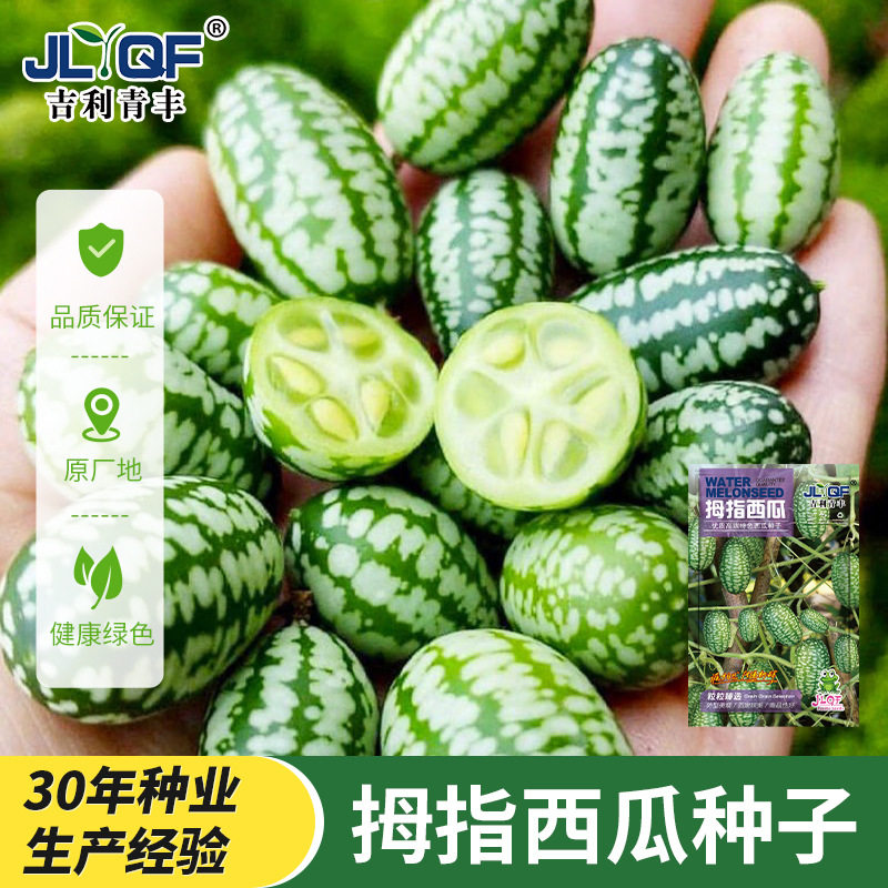拇指西瓜种子籽迷你蔬菜小西瓜籽姆手指母子西瓜子种阳台盆栽瓜果