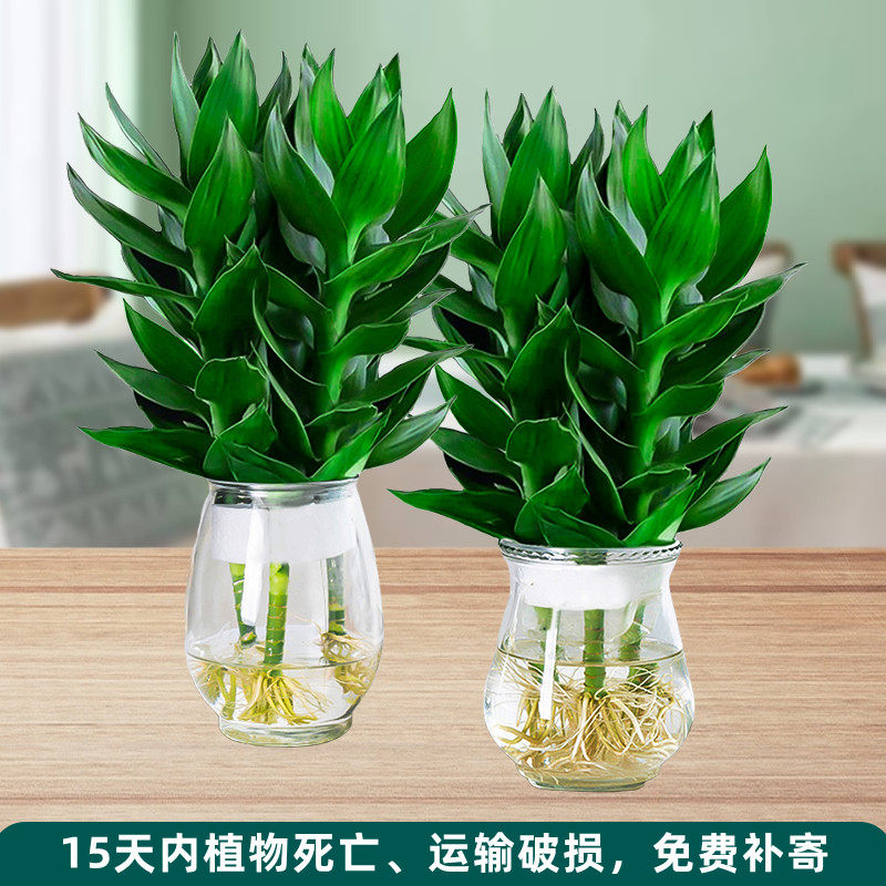 水培观音竹盆栽室内办公室内富贵竹好养绿植招财寓意吉祥植物花卉