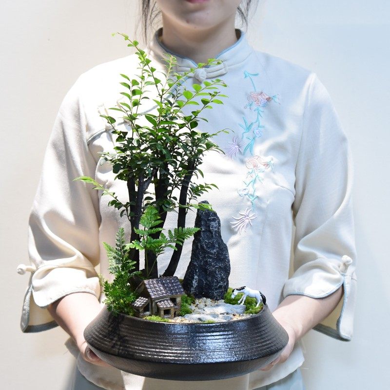 黑骨茶盆景中式禅意小叶紫檀盆栽苔藓绿植微景观室内书房桌面植物