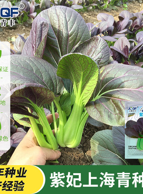 紫妃上海青种子紫色上海青种子鸡毛菜种子芫荽菜种子秋冬蔬菜春播