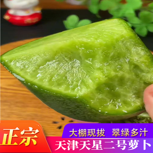 天津正宗天星02号萝卜特产沙土地新鲜生吃青大水果萝卜脆甜8斤