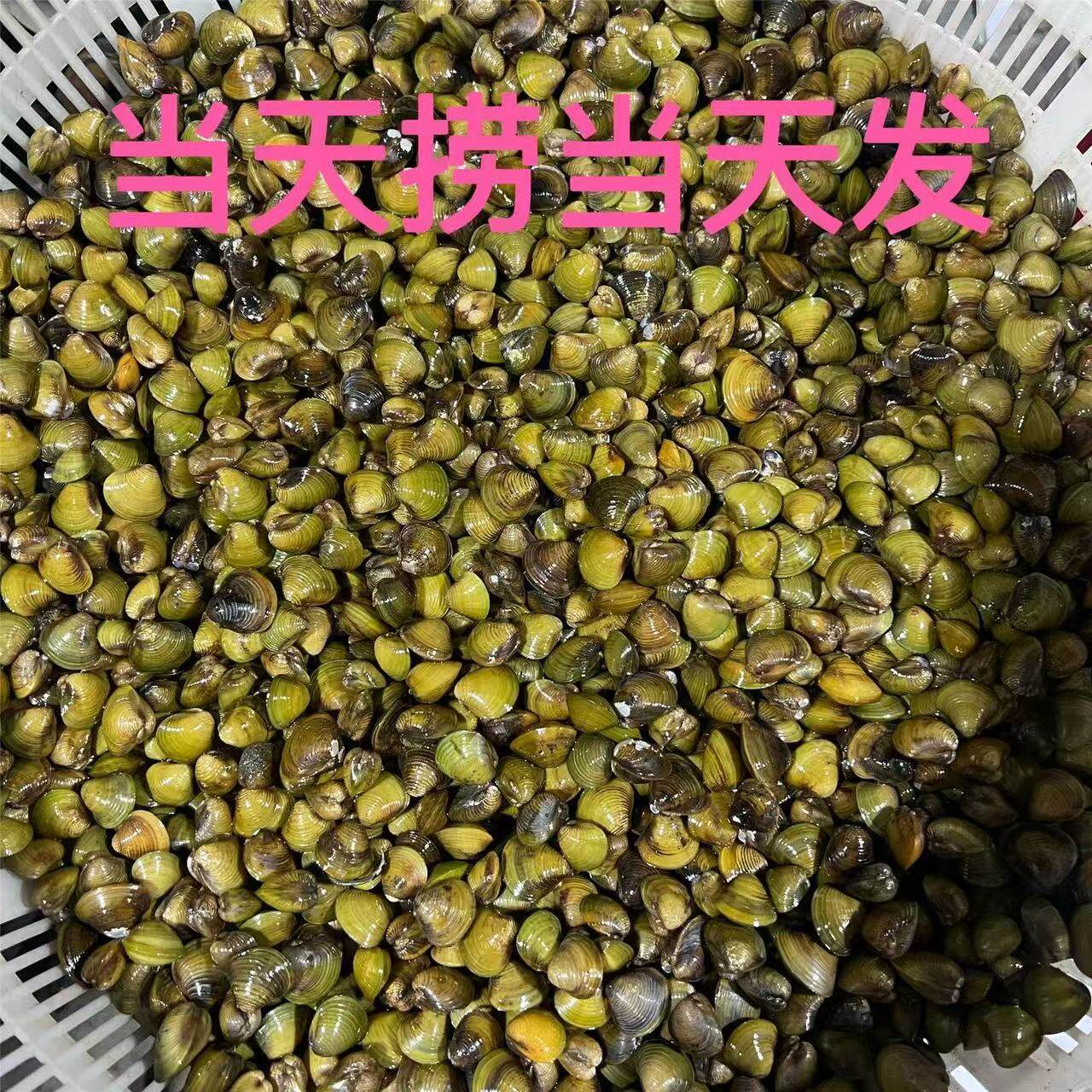 新鲜河蚬小河蚌黄沙蚬溪蚬鲜活蛤蜊非花甲爆炒贝类水产鲜蛤蜊鲜活