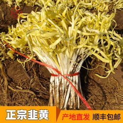 新鲜韭黄兰州张家大坪韭菜嫩芽土特产现挖金杆黄蔬菜食用饺子食材