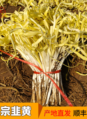 新鲜韭黄兰州张家大坪韭菜嫩芽土特产现挖金杆黄蔬菜食用饺子食材