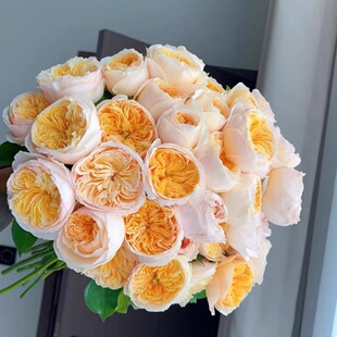 灌木月季 朱丽叶 蓝月石 戴维 凯丽 海神王 苹果运气花苗 裸根苗1