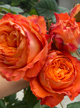 【浪漫橙色】Orange Romantica  灌木阳台切花月季玫瑰  多季开