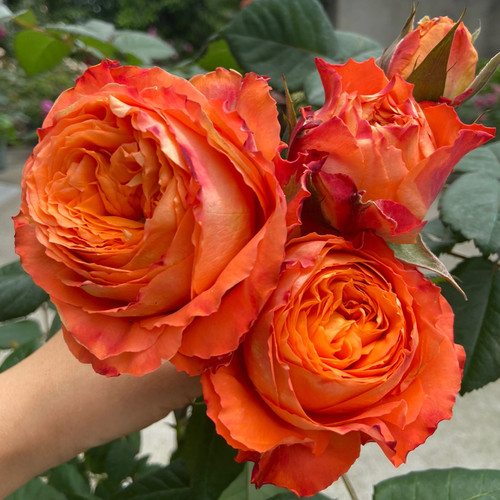 【浪漫橙色】Orange Romantica  灌木阳台切花月季玫瑰  多季开